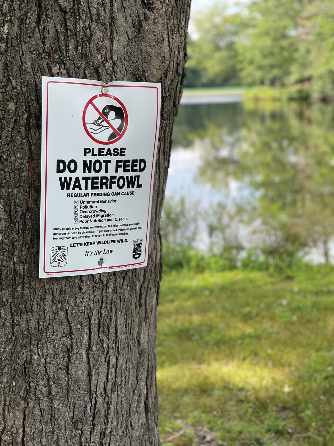 FOLLOW THE SIGN: A sign at Meshanticut Park advises visitors not to feed the ducks, geese and other birds at the site.